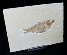 Bargain Knightia Alta Fossil Fish - Wyoming #20472-1
